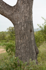 Sclerocarya birrea caffra