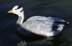 Anser indicus