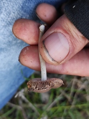 Pluteus