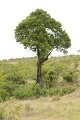 Diospyros mespiliformis