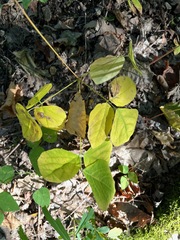 Hylodesmum