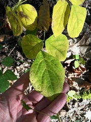 Hylodesmum