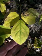Hylodesmum