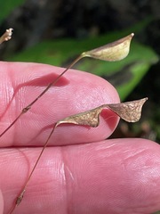 Hylodesmum