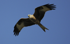 Milvus milvus milvus