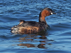 Tachybaptus ruficollis capensis