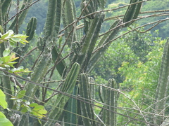 Cereus hildmannianus