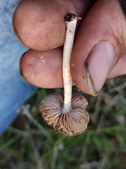 Pluteus