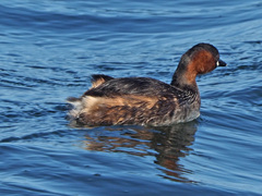 Tachybaptus ruficollis capensis