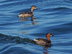 Tachybaptus ruficollis capensis