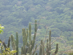 Cereus hildmannianus