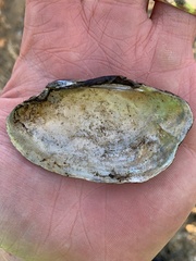 Sagittunio subrostratus