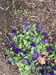 Viola