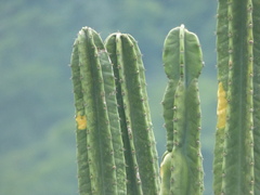 Cereus hildmannianus