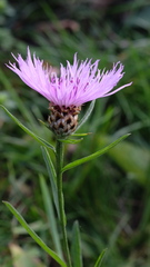 Centaurea jacea