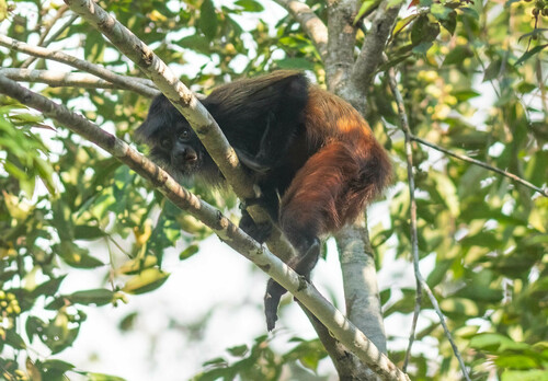 Golden-backed Black Uakari (Cacajao melanocephalus) — Least Concern Mammalia