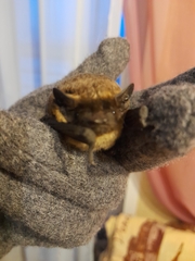 Vespertilio murinus