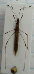 Neides tipularius