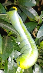 Daphnis nerii