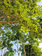Celtis sinensis