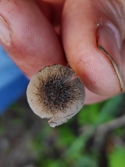 Pluteus