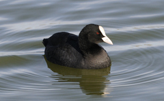 Fulica atra atra