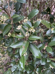 Osmanthus