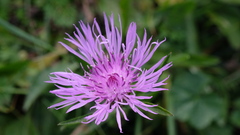 Centaurea jacea