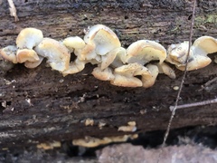 Pseudohydnum gelatinosum