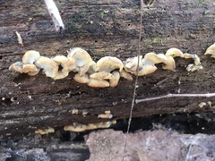 Pseudohydnum gelatinosum