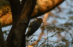 Melanerpes hoffmannii