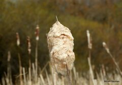 Typhaceae