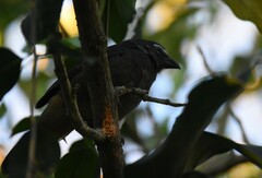 Saltator grandis