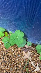 Oxalis debilis