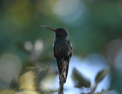 Amazilia tzacatl