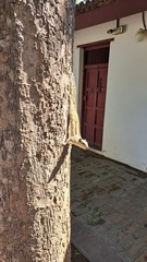 Funambulus pennantii