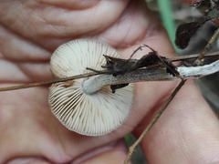 Pluteus