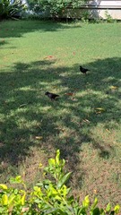 Acridotheres tristis