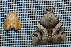 Apoda limacodes