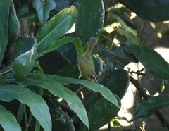 Basileuterus delattrii