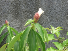 Costaceae