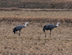 Grus monacha