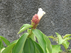 Costaceae