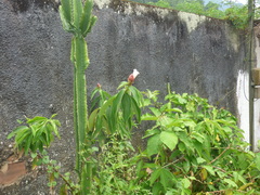 Costaceae