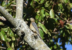 Melanerpes hoffmannii