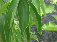 Costaceae