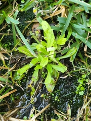 Gamochaeta americana