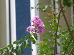 Lagerstroemia