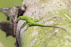 Anolis callainus