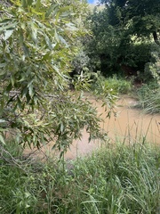 Searsia gerrardii